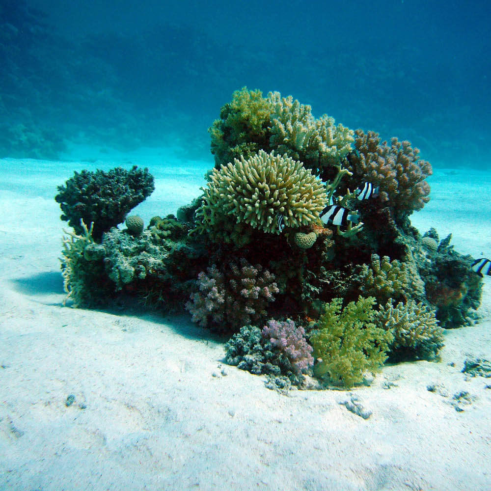 Prueba el buceo