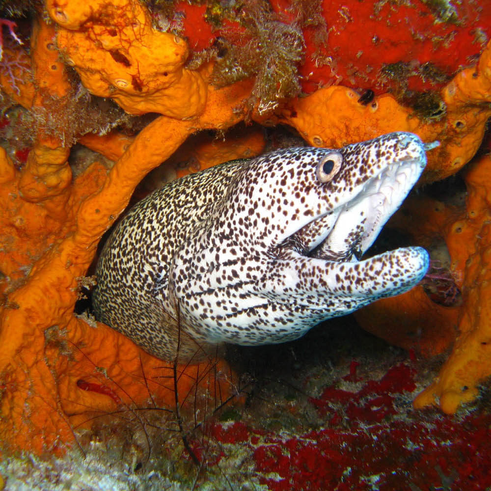 Prueba el buceo