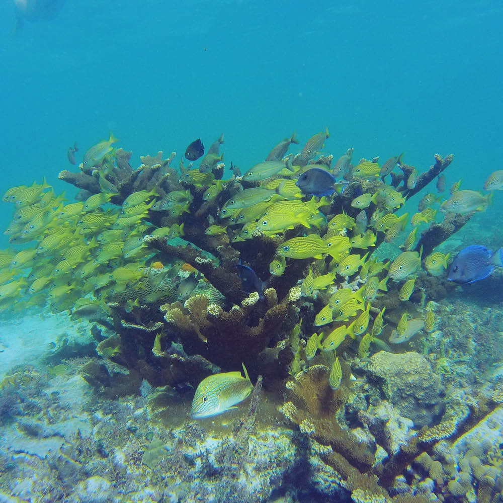 Prueba el buceo