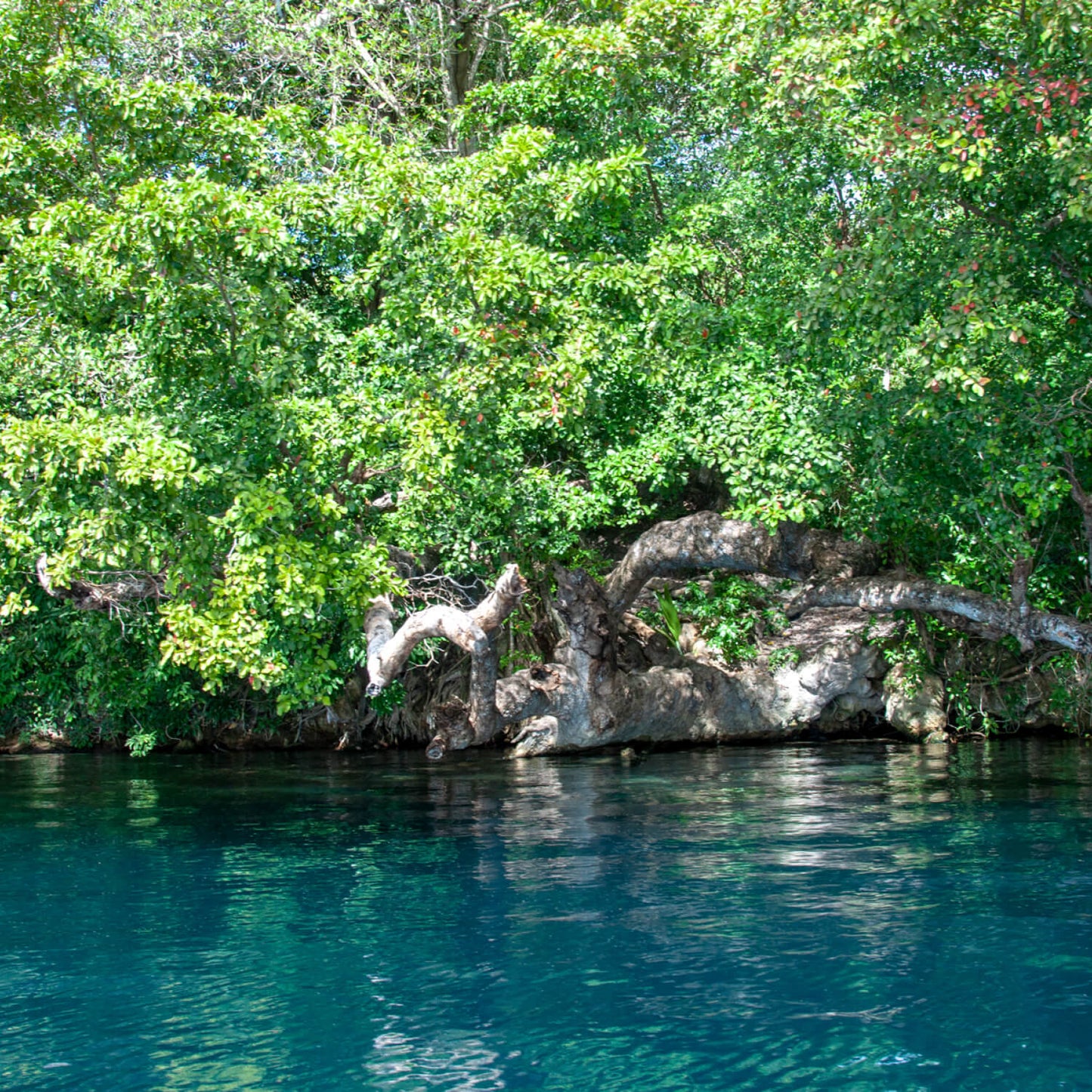 Bacalar Lagoon & Cenote
