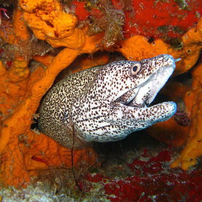 Introductory diving