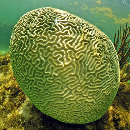 Introductory diving