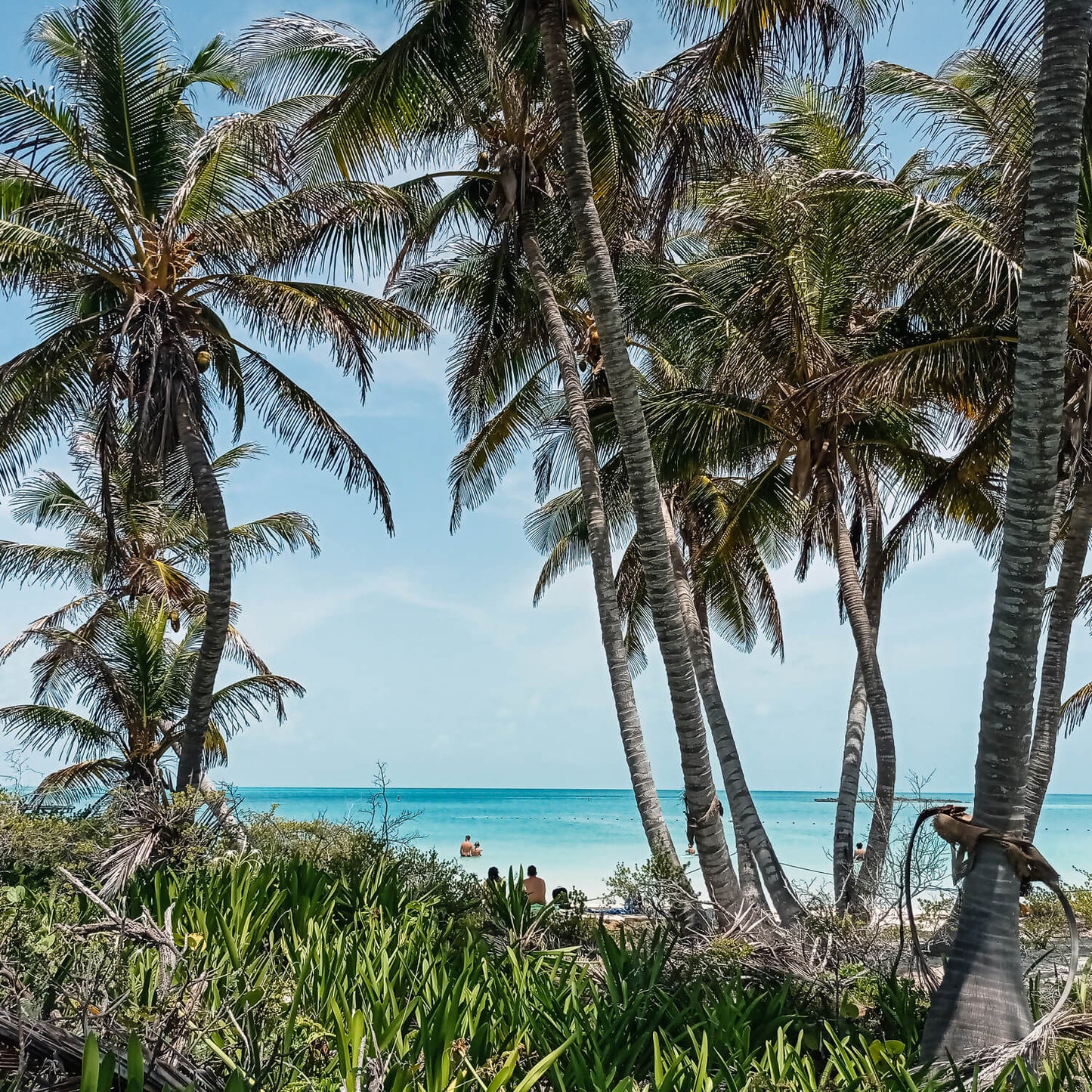 Tour Isla Contoy e Isla Mujeres