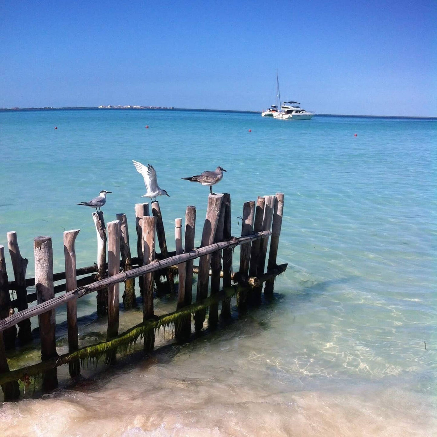Tour en catamarán Isla Mujeres