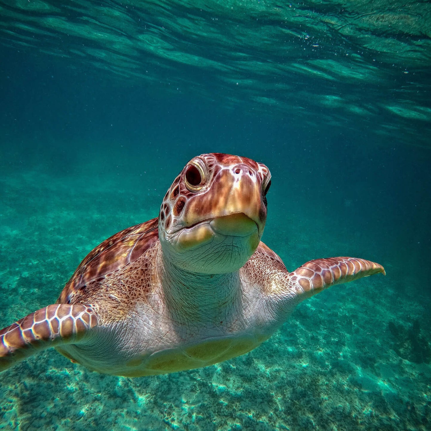 Snorkeling with turtles &amp; cenote