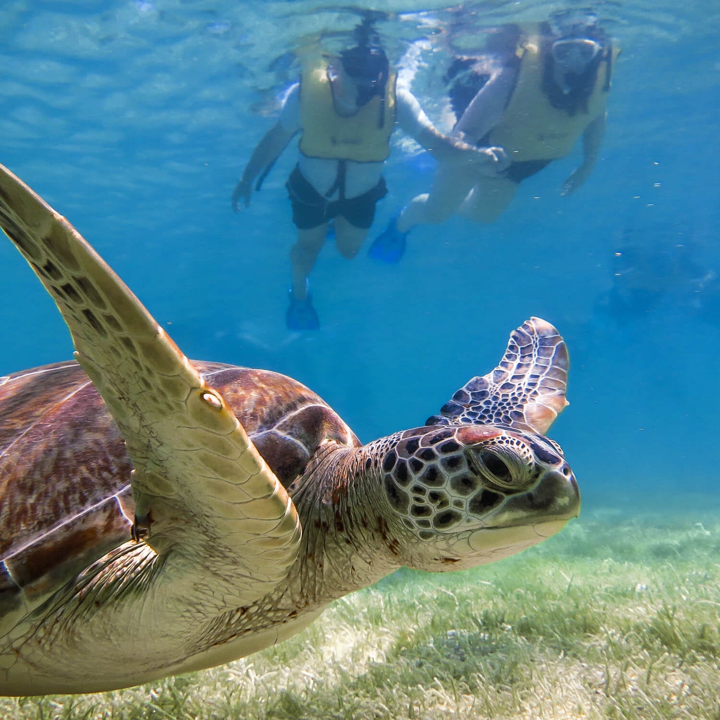 Snorkeling with turtles &amp; cenote