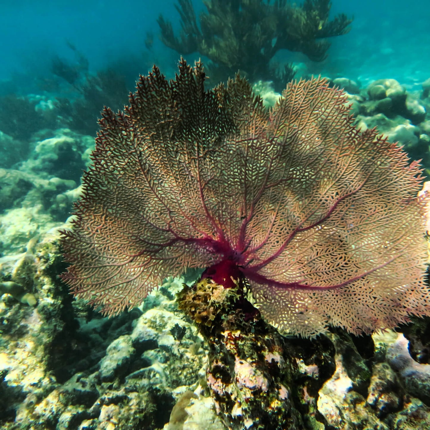 Snorkeling with turtles &amp; cenote