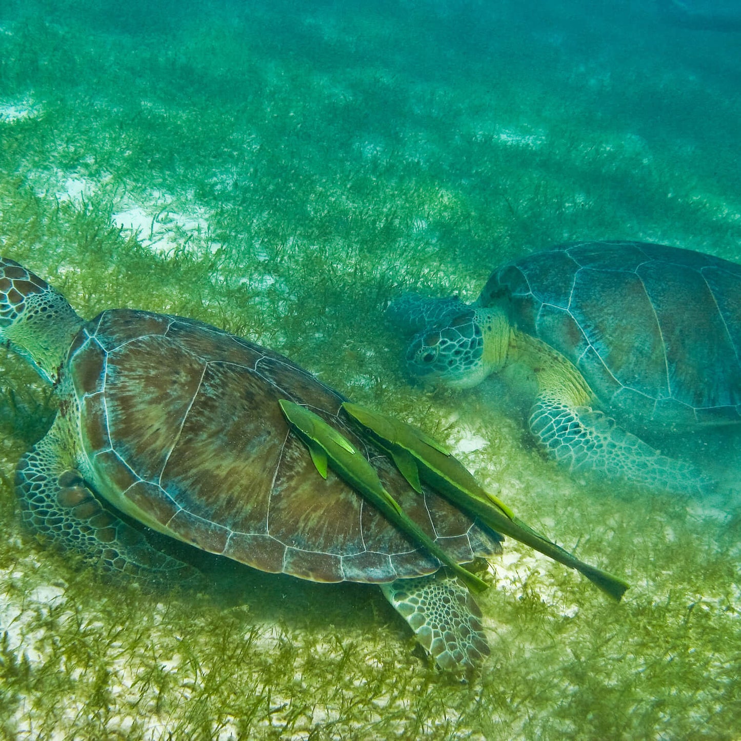 Snorkeling with turtles &amp; cenote