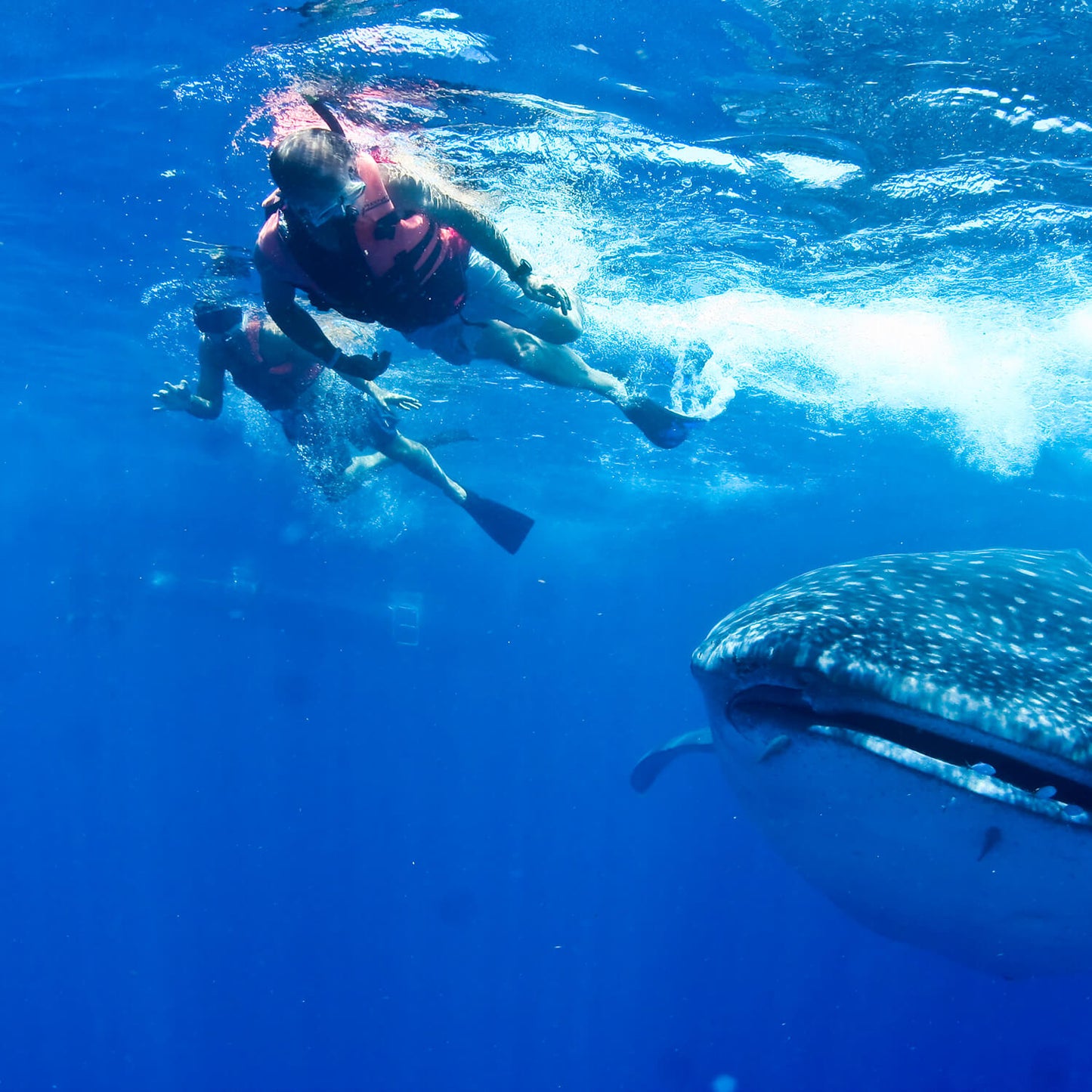 Snorkel con tiburones ballena