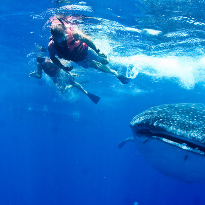 Snorkel con tiburones ballena