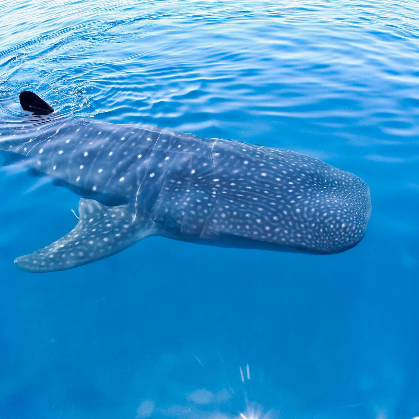 Snorkel con tiburones ballena