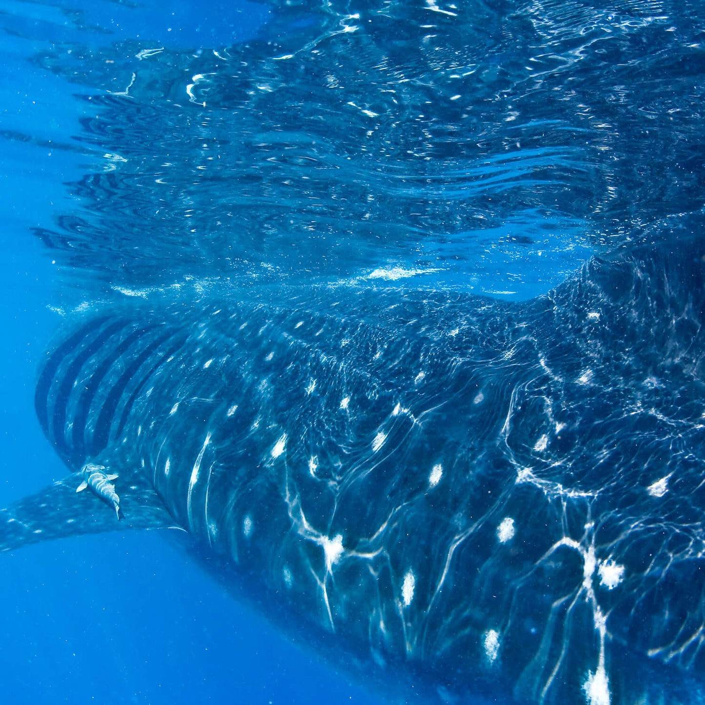 Snorkel con tiburones ballena