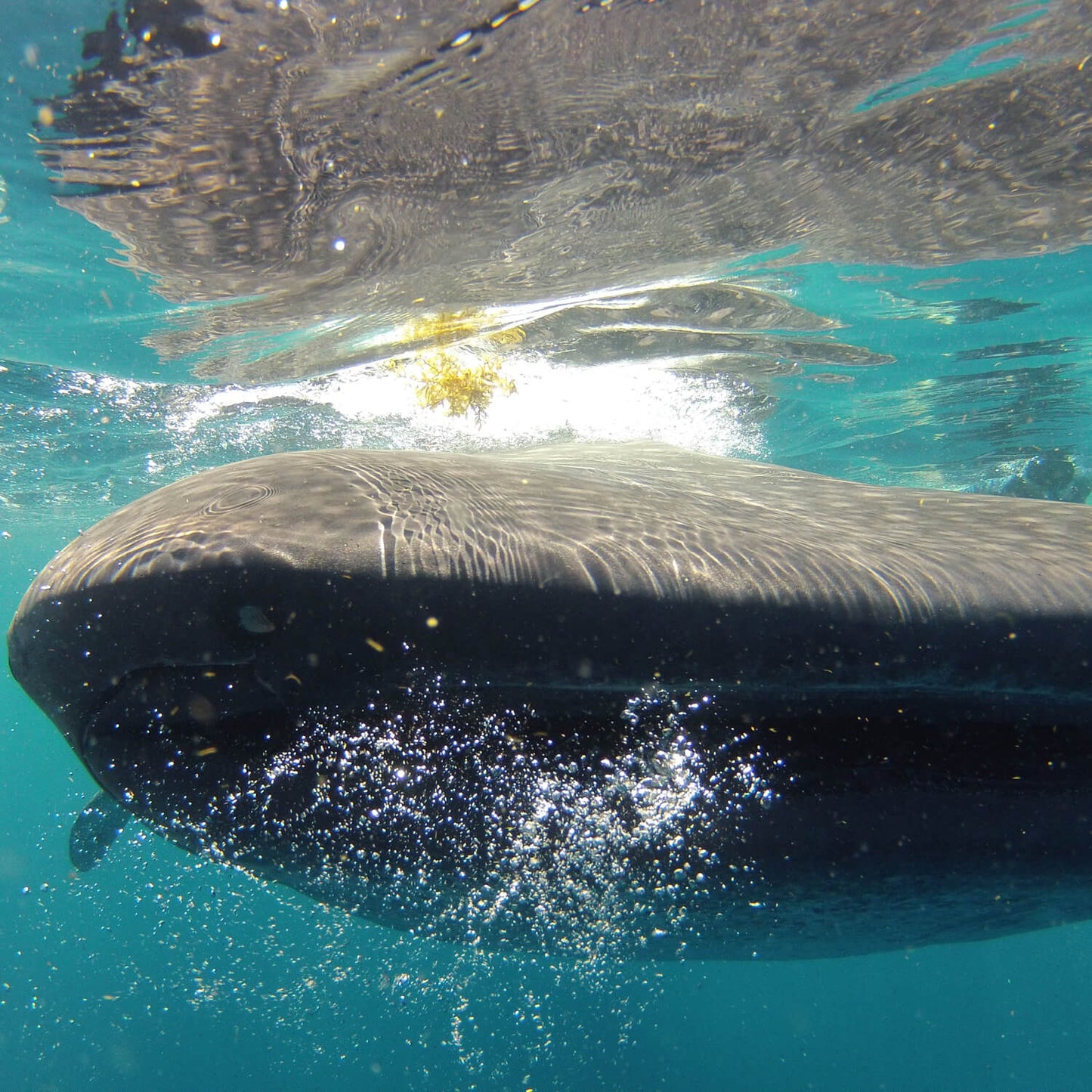 Snorkel con tiburones ballena