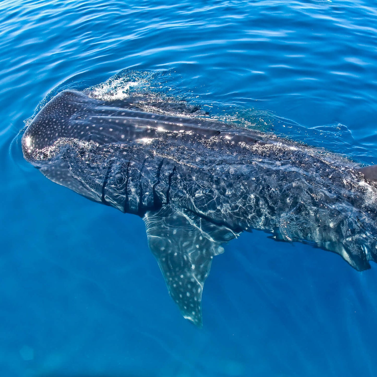 Snorkel con tiburones ballena