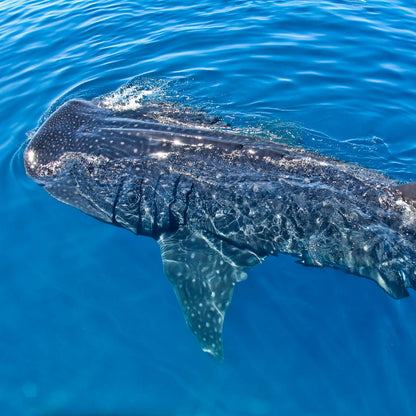 Snorkel con tiburones ballena