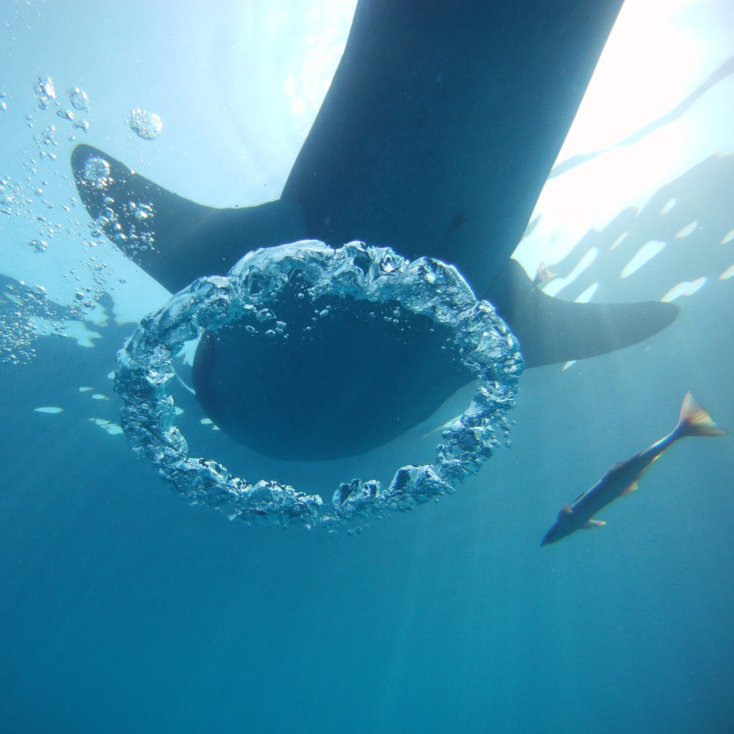 Snorkel con tiburones ballena