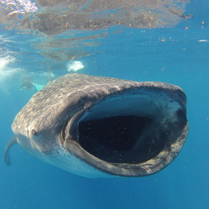 Snorkel con tiburones ballena