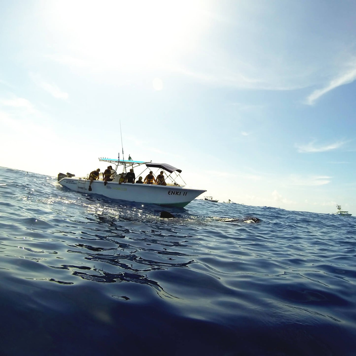Snorkel con tiburones ballena