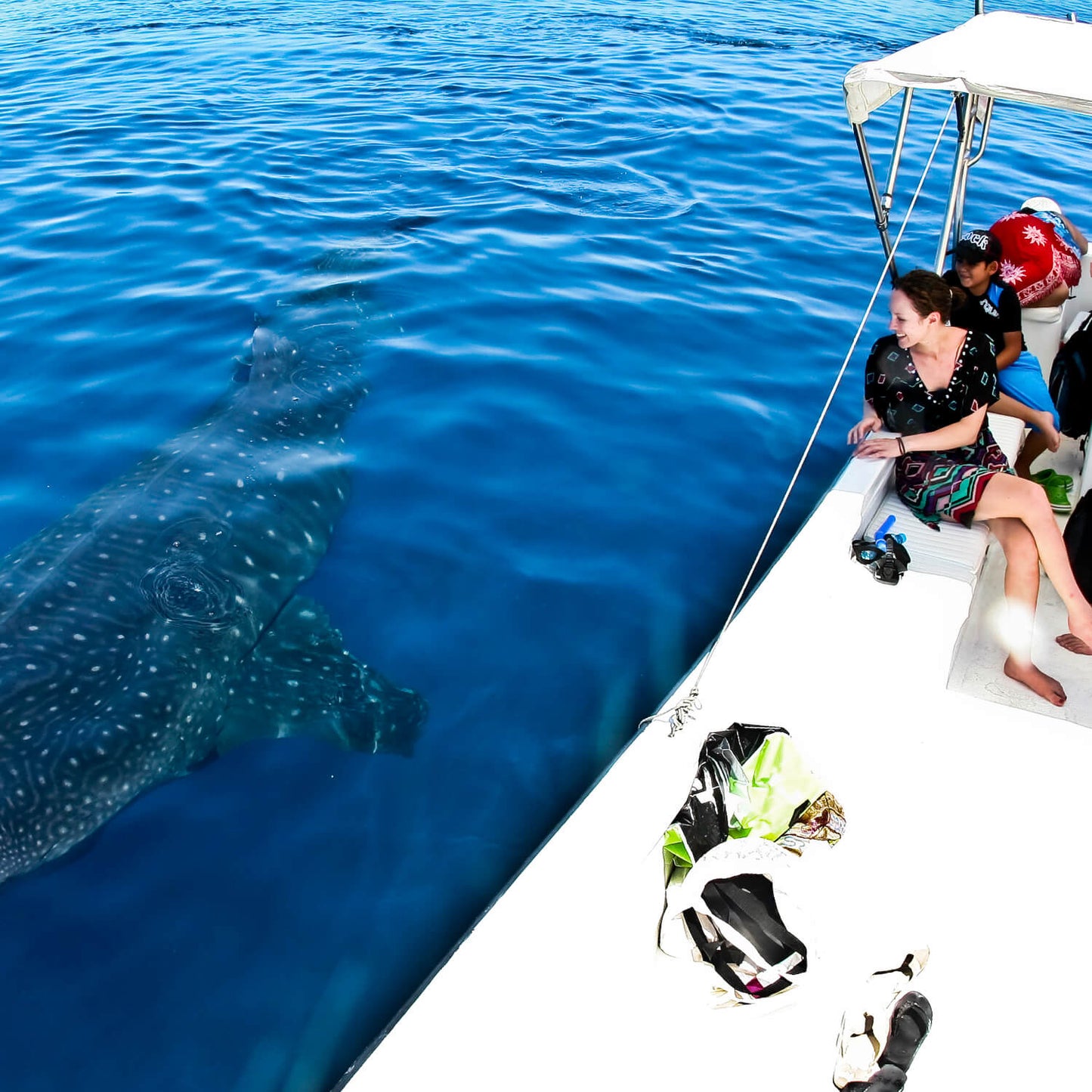 Snorkel con tiburones ballena