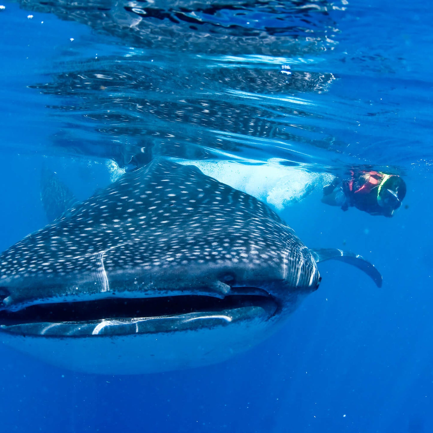 Snorkel con tiburones ballena